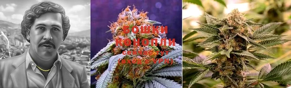 сатива Осинники