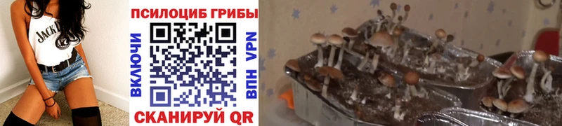 Псилоцибиновые грибы Cubensis  кракен   Коряжма 